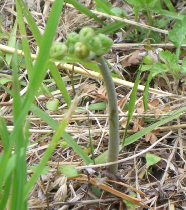 春先のゲレンデ　わらび