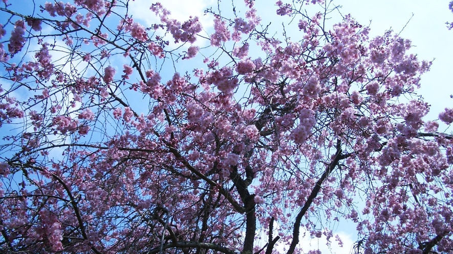 *【春の風景】