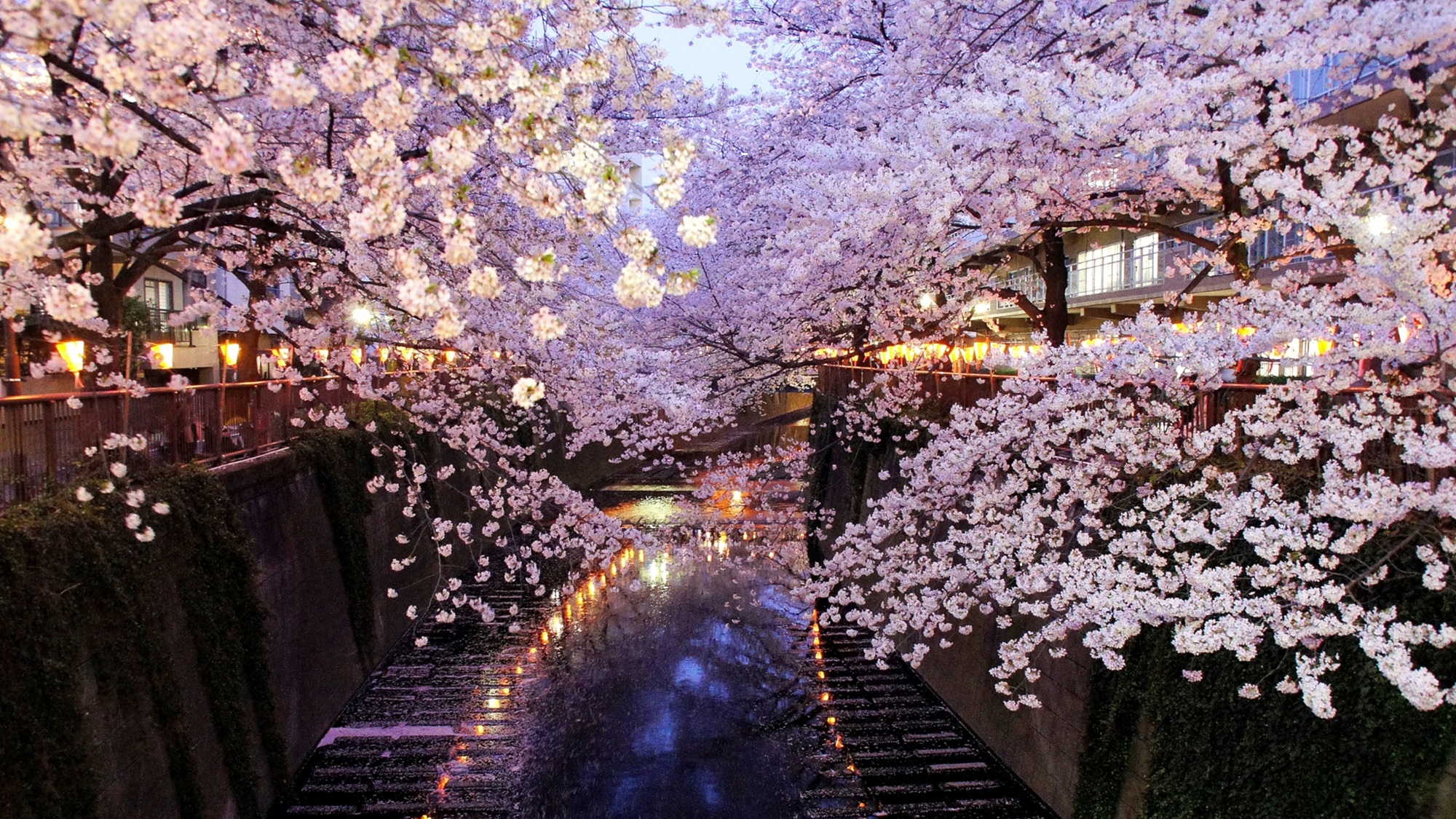 【目黒川夜桜】（3月中旬～4月上旬）夜にはライトアップされ幻想的な景色へと。