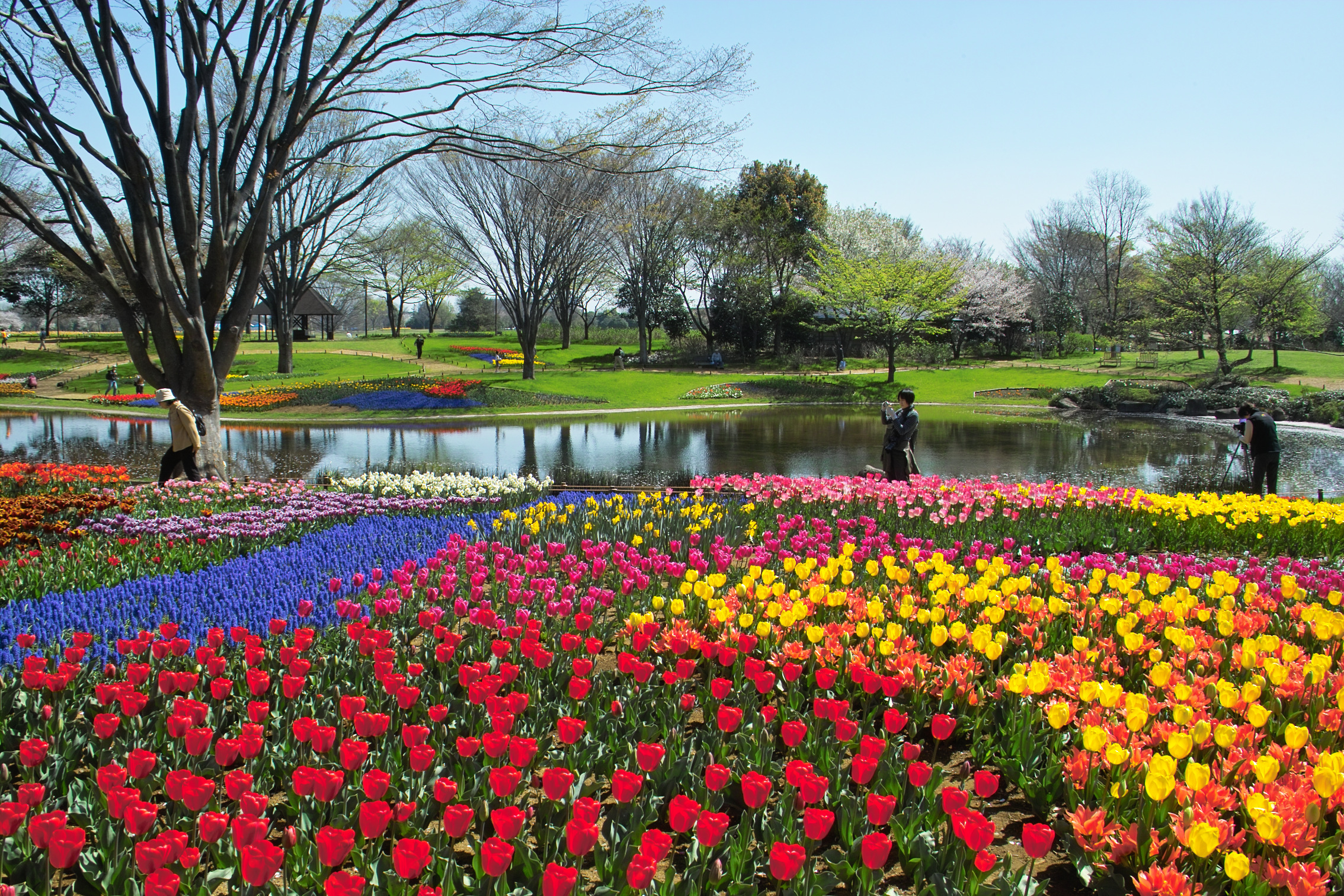 国営昭和記念公園