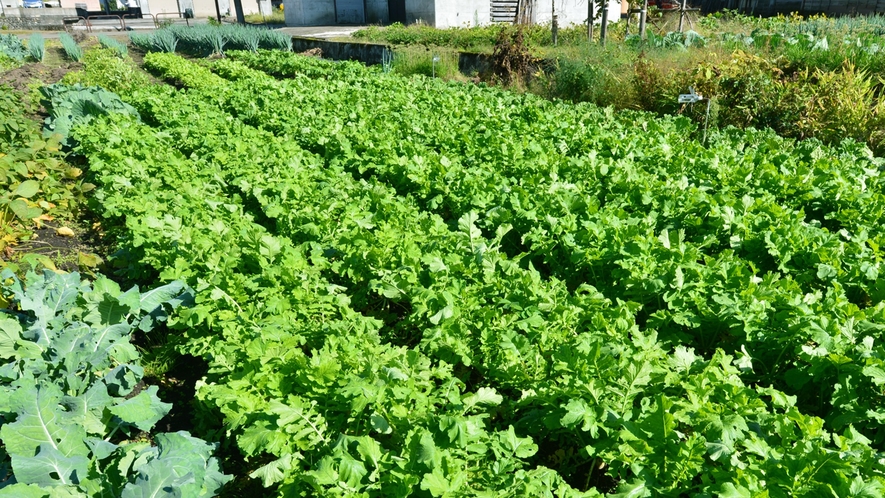 *自家農園／冬には雪で覆われる畑も、夏は沢山のみずみずしい野菜ができあがります。