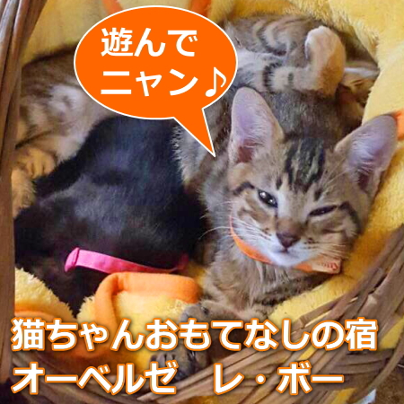 由布院温泉 オーベルゼ レ ボー 設備 アメニティ 基本情報 楽天トラベル 由布院温泉 オーベルゼ レ ボー 設備 アメニティ 基本情報 楽天トラベル