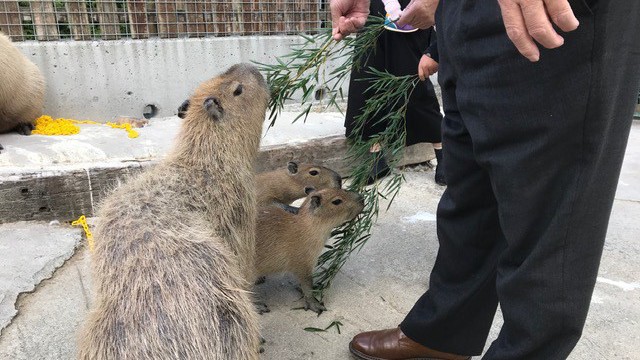 ■しろとり動物園。自由すぎる動物たちに会えます！