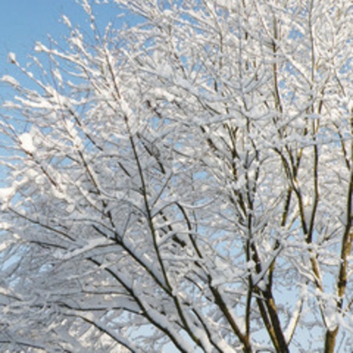 冬・雪景色-樹木