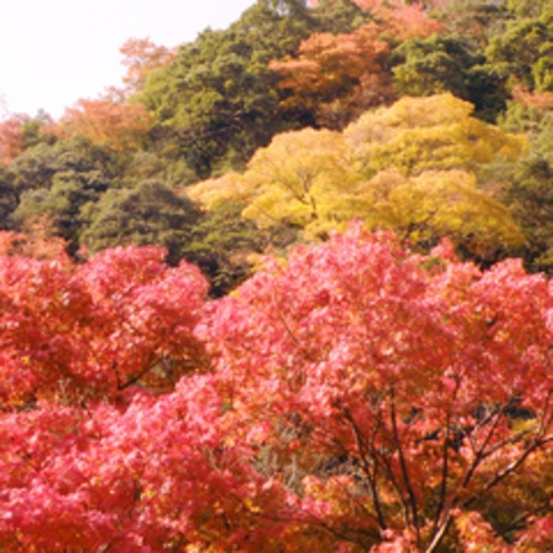 秋の紅葉-龍門の滝