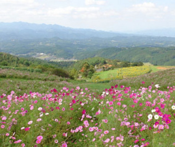 五馬高原コスモス園