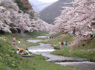 観音寺の桜