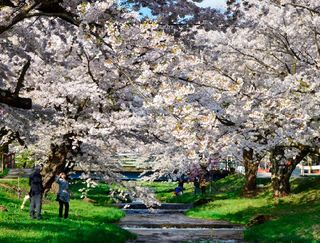 観音寺川の桜