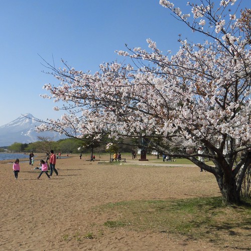 志田浜の桜