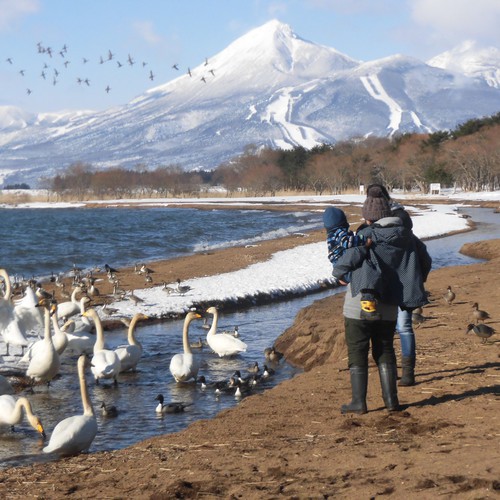 ハクチョウと遊ぶ家族