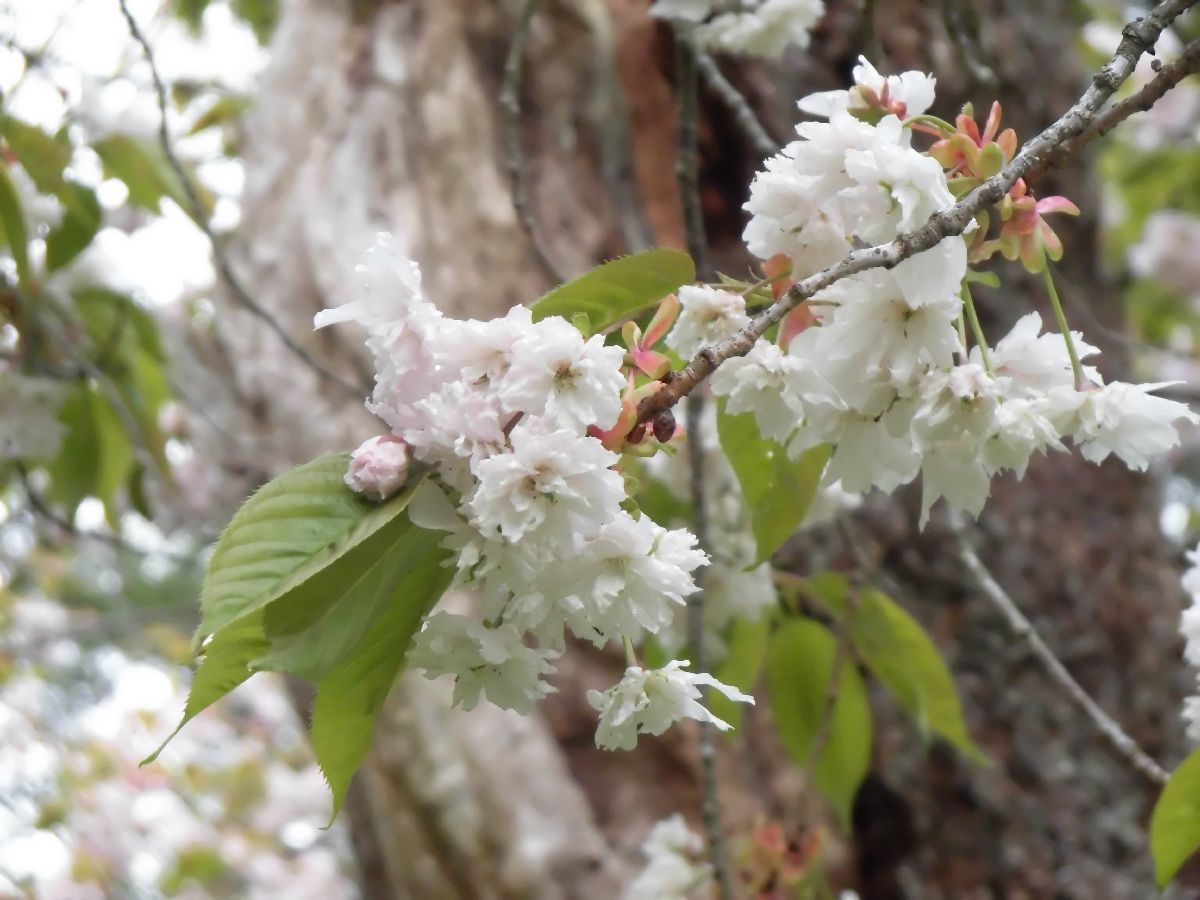 磐椅神社の大鹿桜