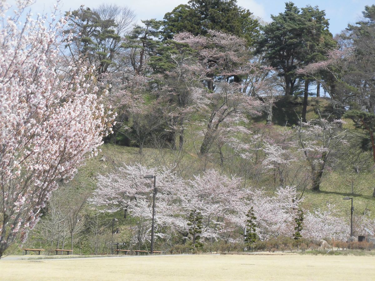 亀ヶ城址公園の桜