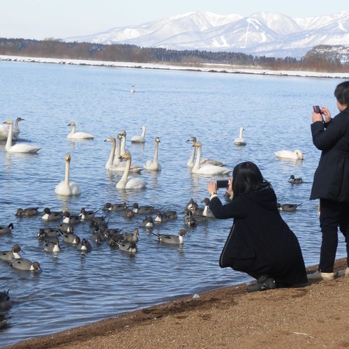 ハクチョウと写真撮影をする人々