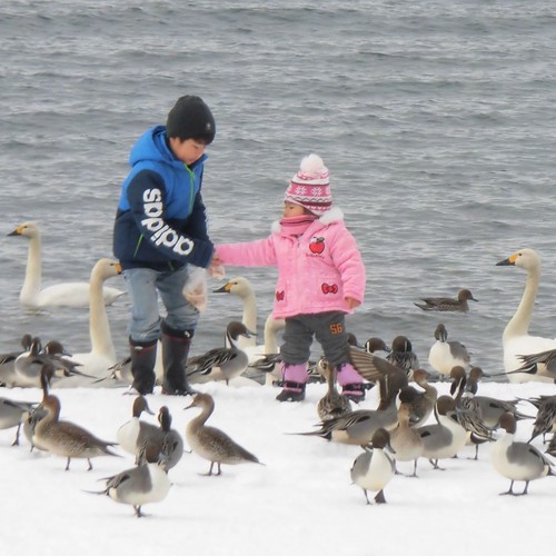 ハクチョウと子供達