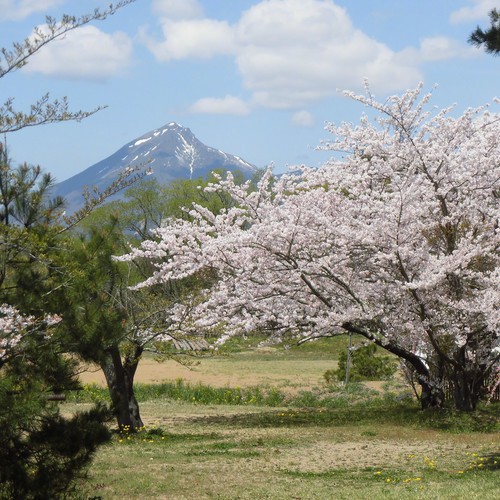 志田浜の桜と磐梯山