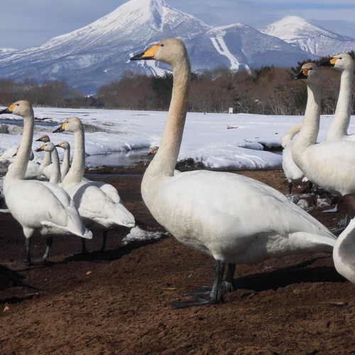 磐梯山をバックにして立つ白鳥