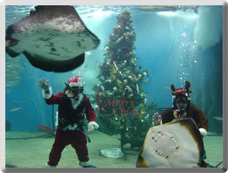 越前松島水族館ｸﾘｽﾏｽ