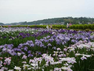 花菖蒲