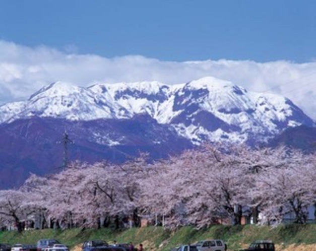 弁天桜