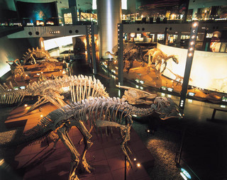 恐竜博物館館内
