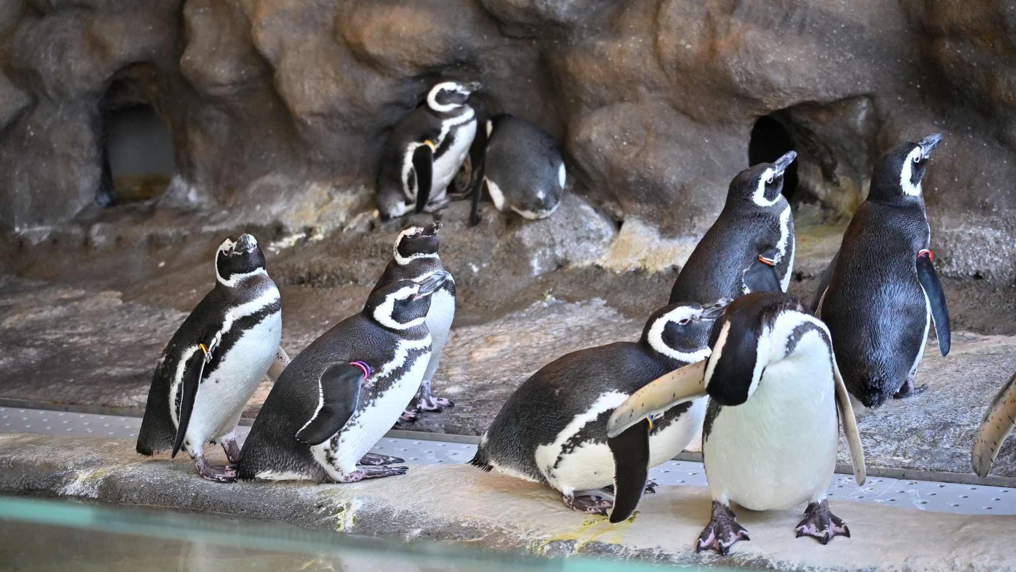 【当館から電車で約10分】しながわ水族館