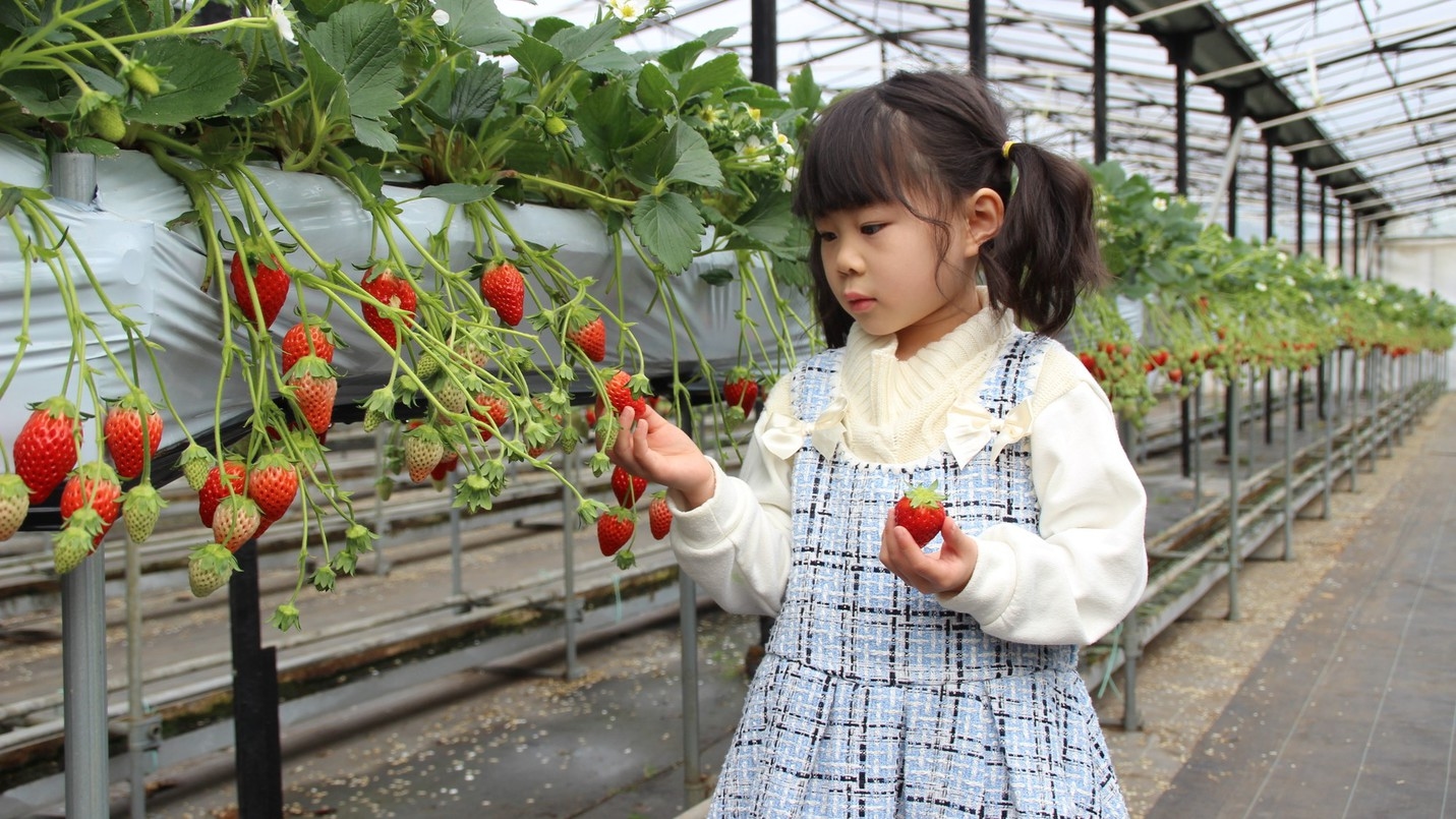 ＜旬のいちごを４０分食べ放題！＞『観光農園花ひろば』入園券+いちご狩り付きプラン【土地の恵み会席】