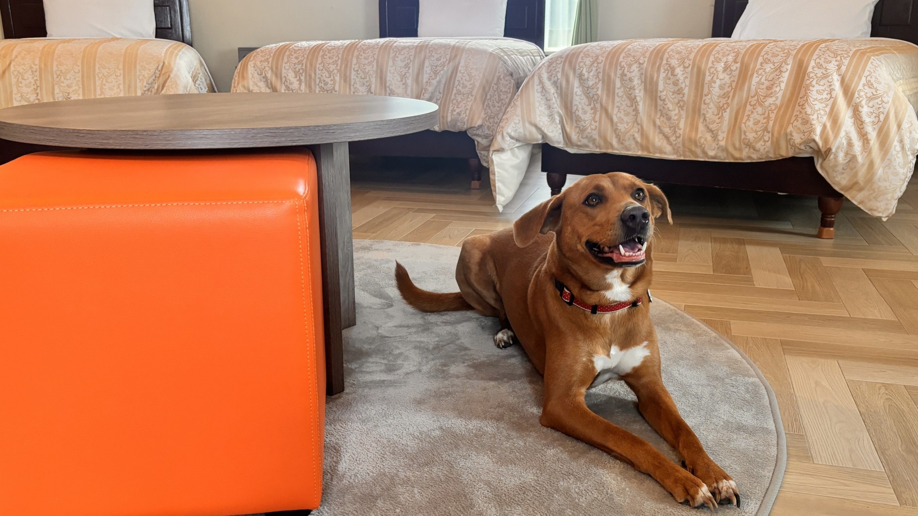 【愛犬と伊豆旅★】お部屋の温泉に入れる！ドーム型ホテルで大事な家族の一員と過ごす温泉旅　（素泊り）