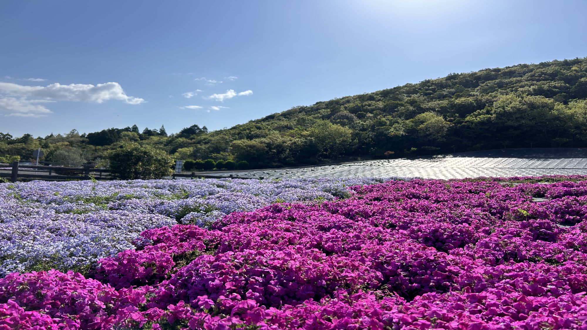 志摩観光農園「芝桜」例年4月中旬から5月上旬