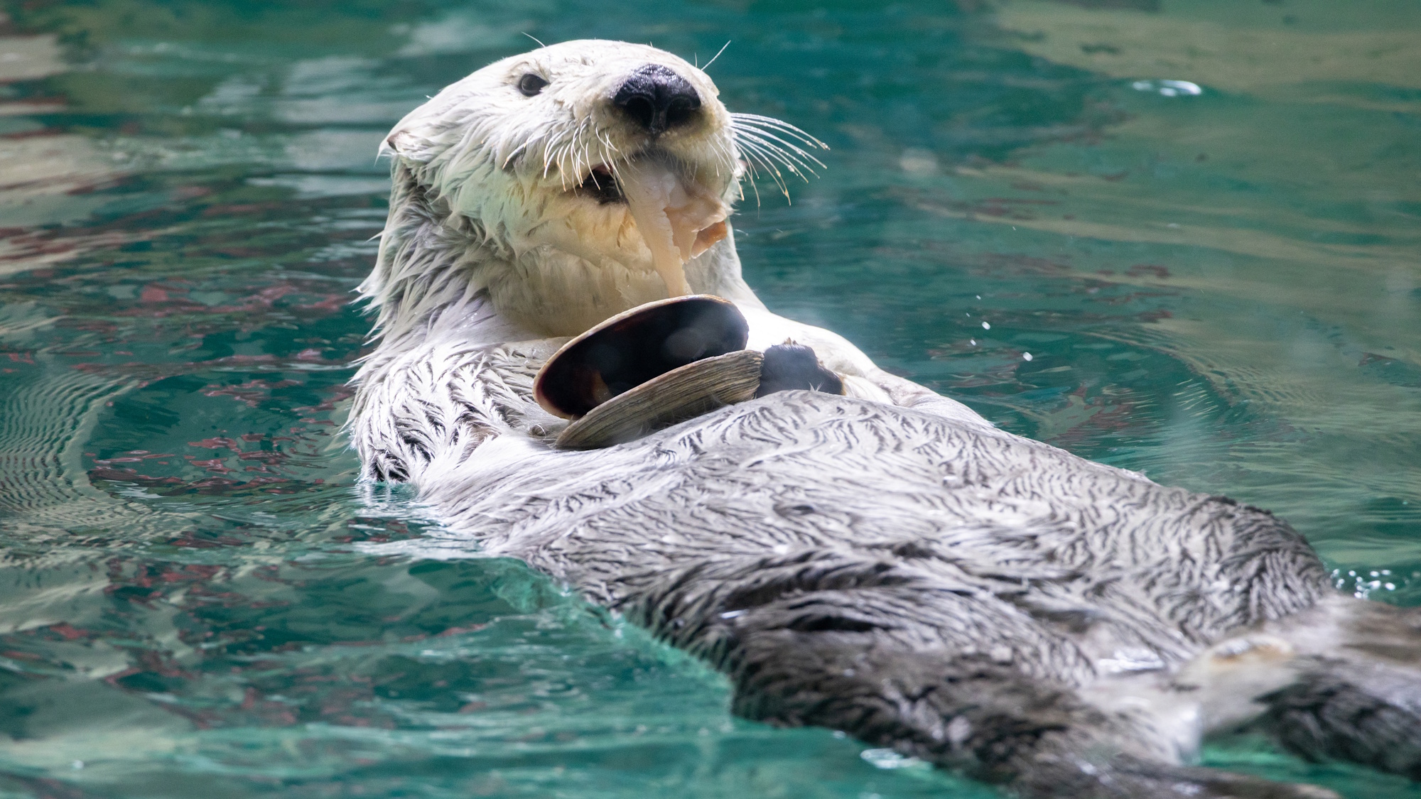 【鳥羽水族館／ラッコ】キュートな仕草で人気のラッコ