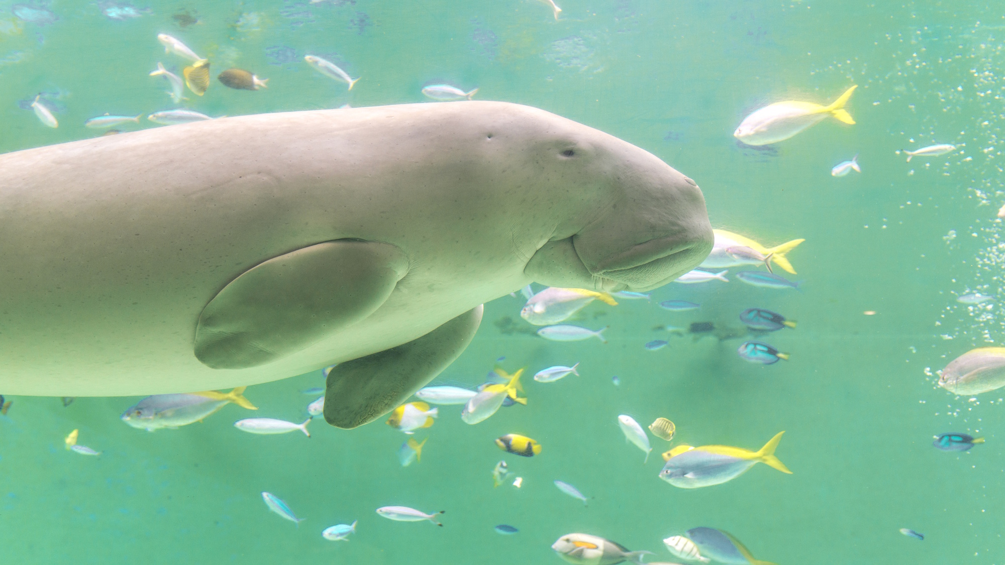 【鳥羽水族館／ジュゴン】