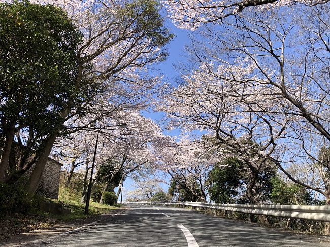 桜