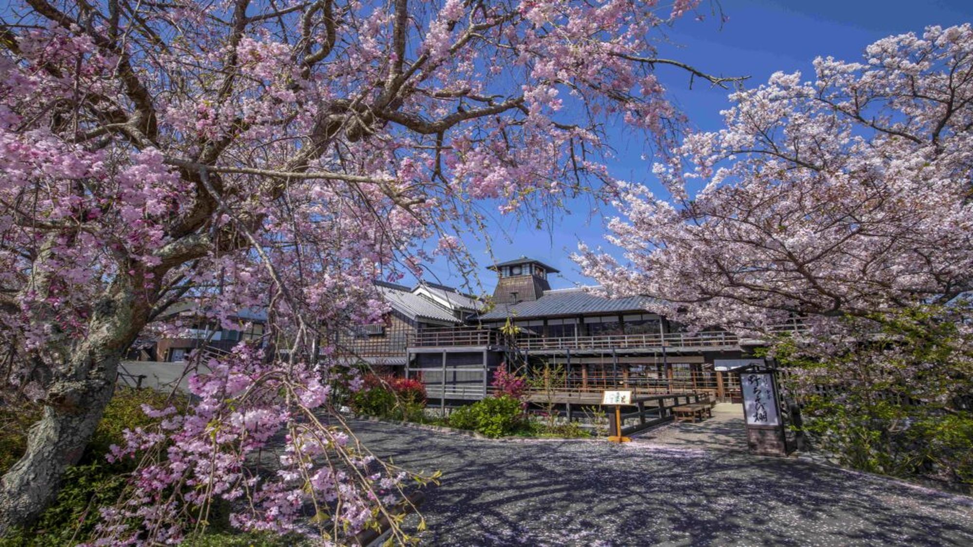 五十鈴川桜まつり（2026年3月下旬〜4月上旬（桜の咲く頃）10：00～17：00）