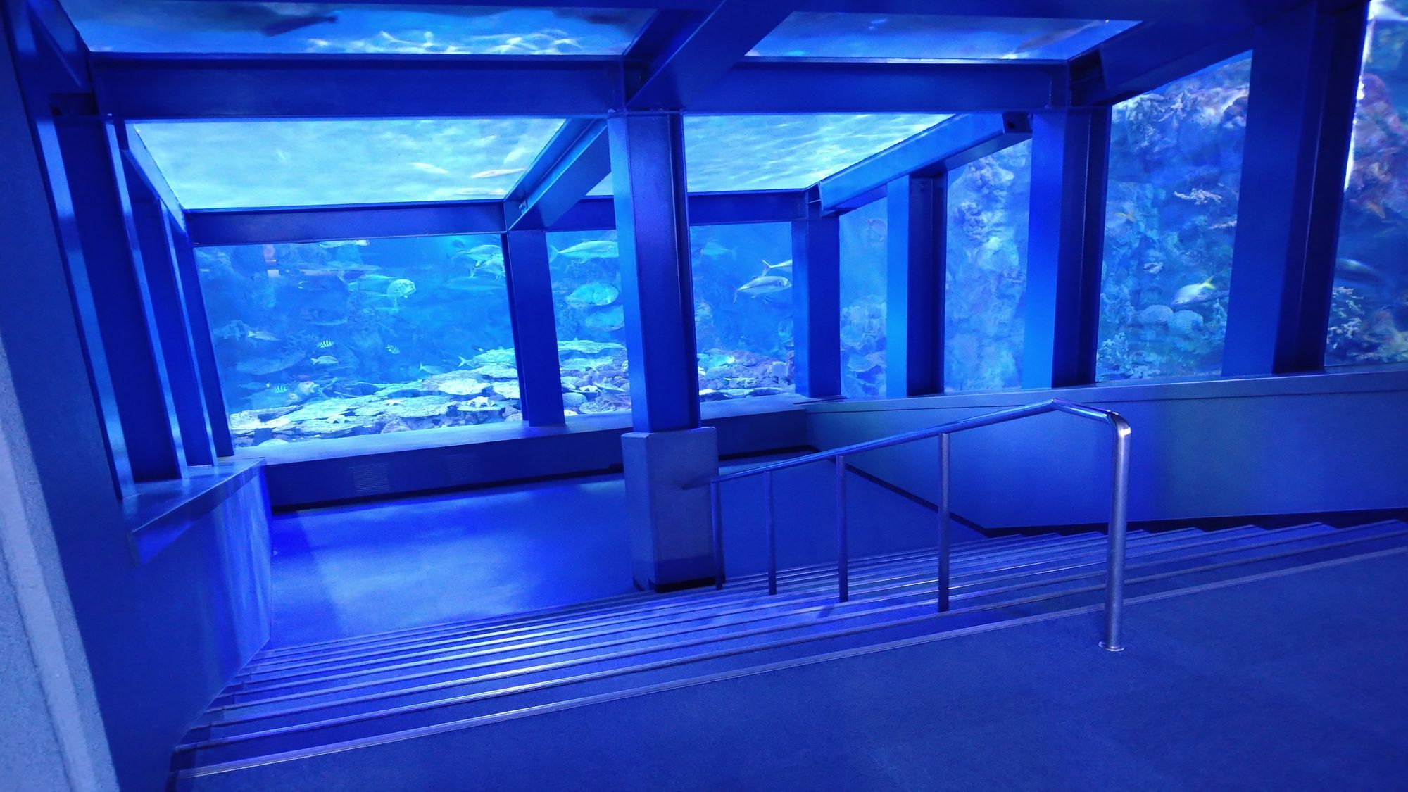 鳥羽水族館（大水槽）