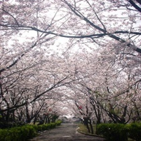 ★ときわ公園の桜★日本のさくら名所100選にもえらばれている、景観の美しい総合公園です。