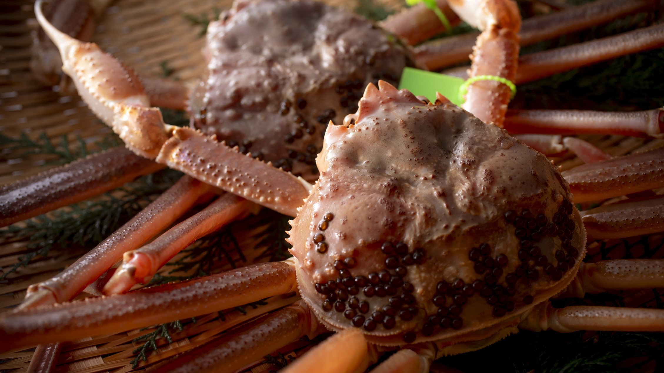 【冬・活松葉蟹◆1人1杯使用】活松葉蟹刺し・活松葉蟹の炭火焼き・活松葉蟹のお鍋で活蟹を満喫！