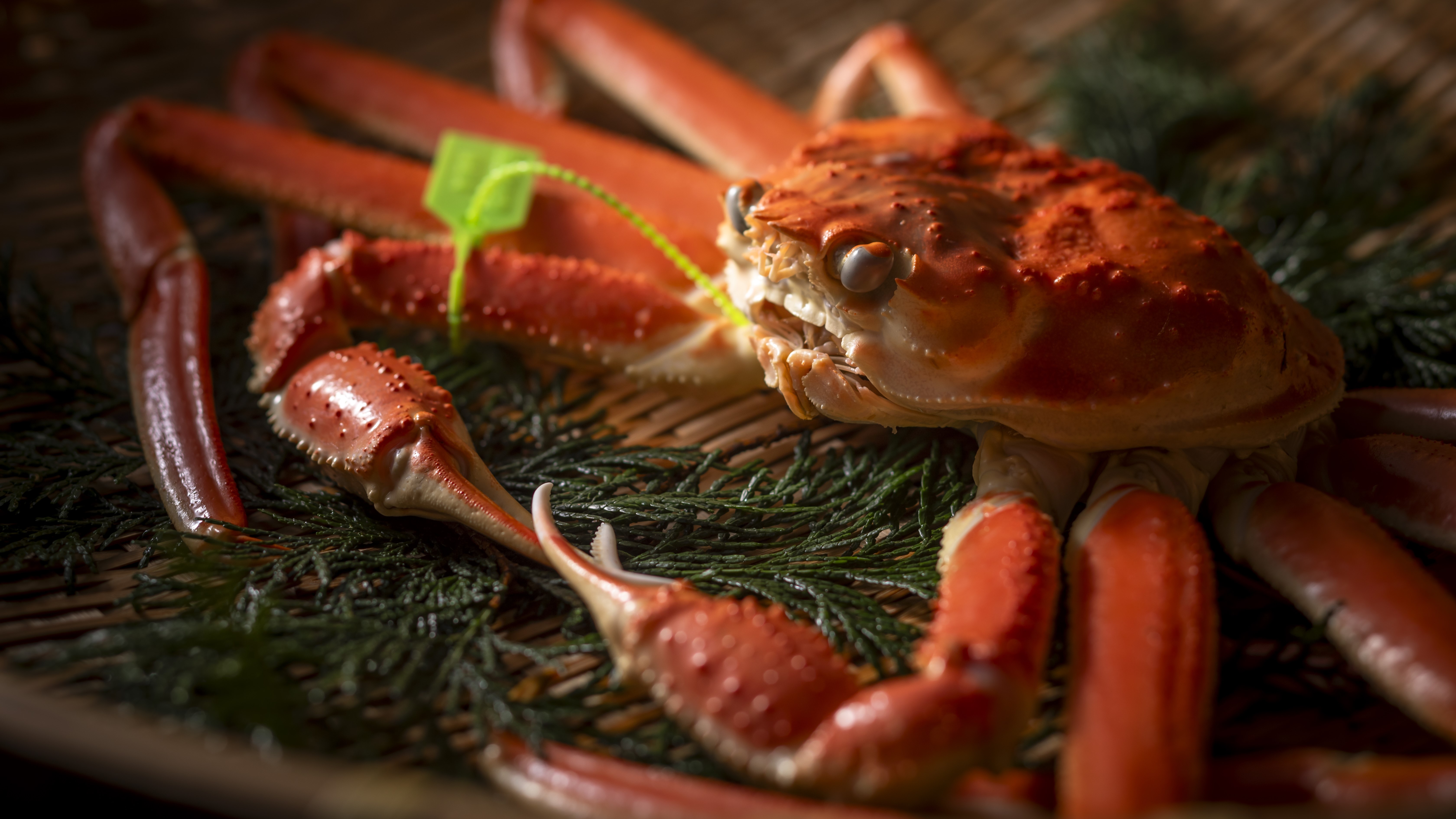 【活松葉蟹】蟹好きの方が一番好きな食べ方。本物の味を体感できる、茹で蟹の旨さ。