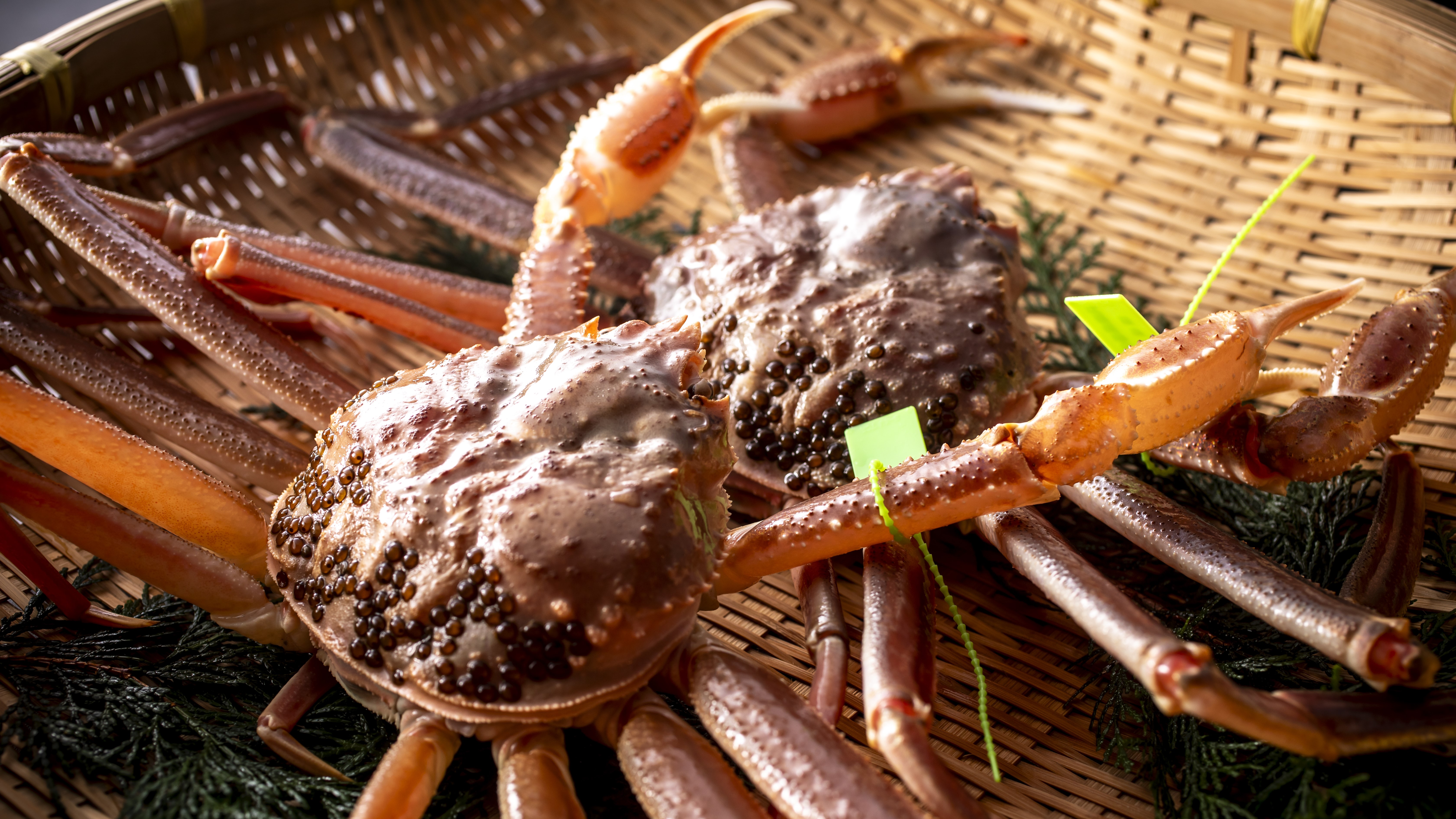 【活松葉蟹】11月～3月の限られた時期にだけ食せる贅の極みを是非ご堪能ください。
