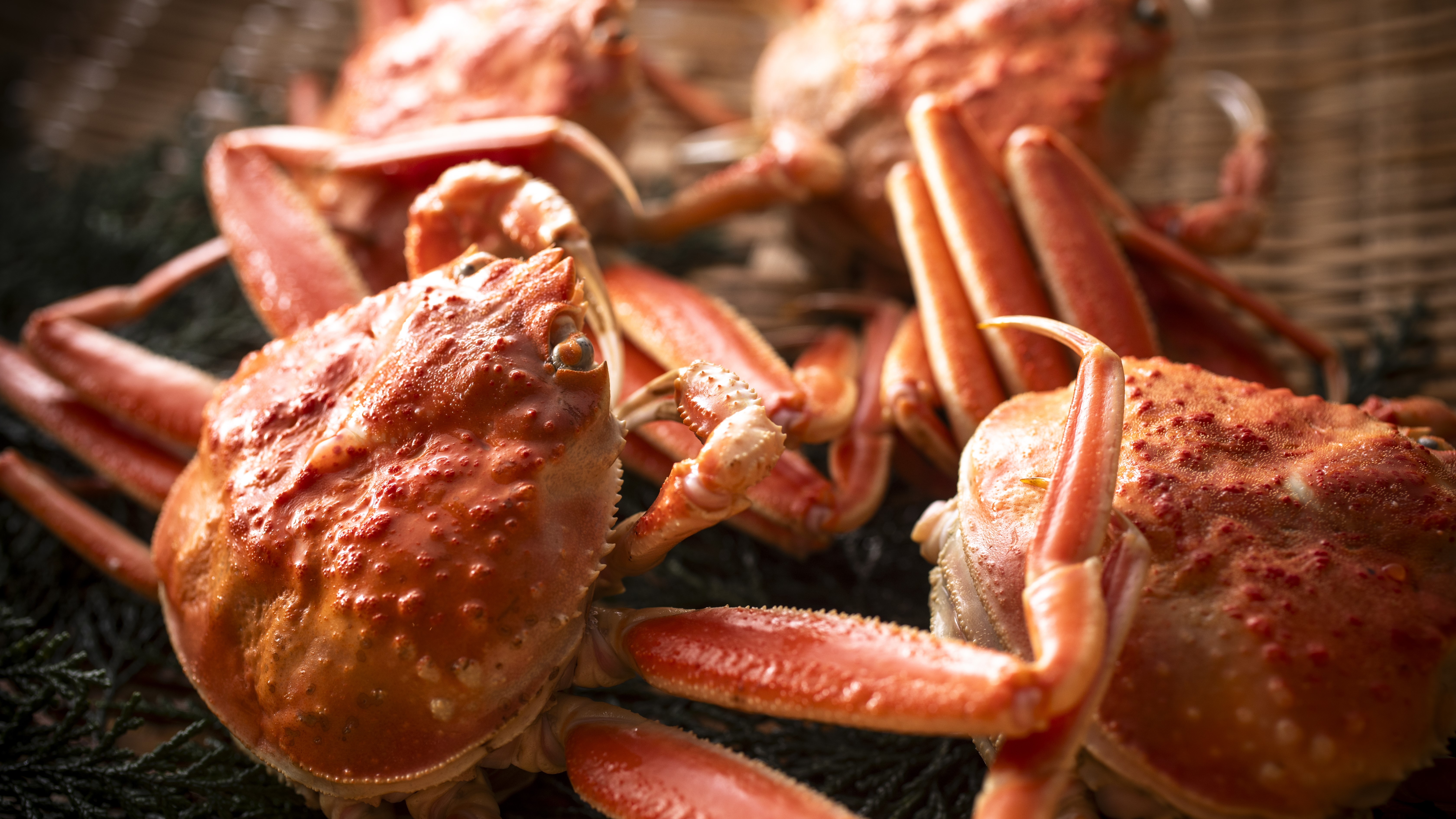 【セコ蟹】セコ蟹は、濃厚な内子とプチプチの外子を味わってください。