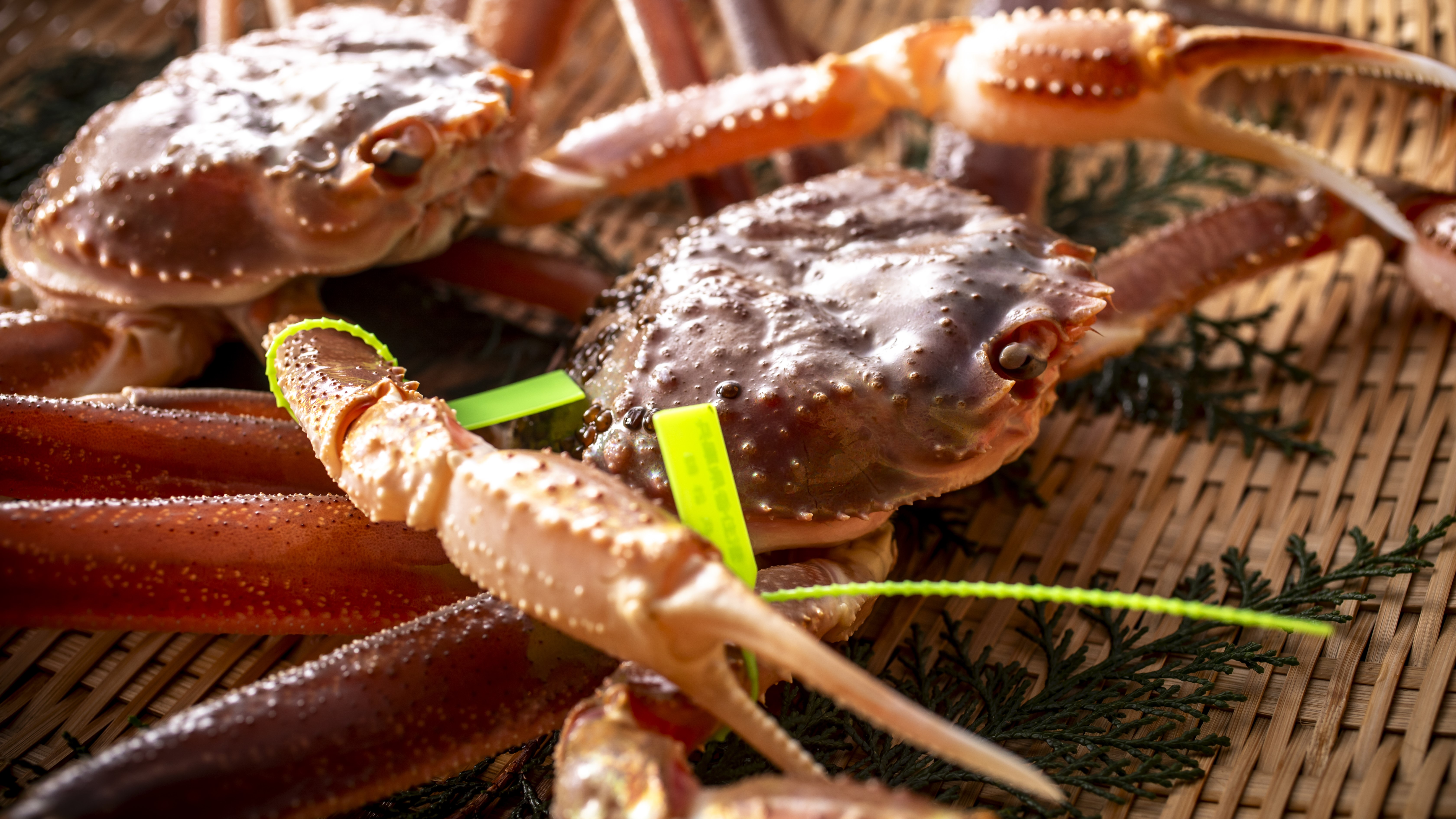 【活松葉蟹】11月～3月の限られた時期にだけ食せる贅の極みを是非ご堪能ください。