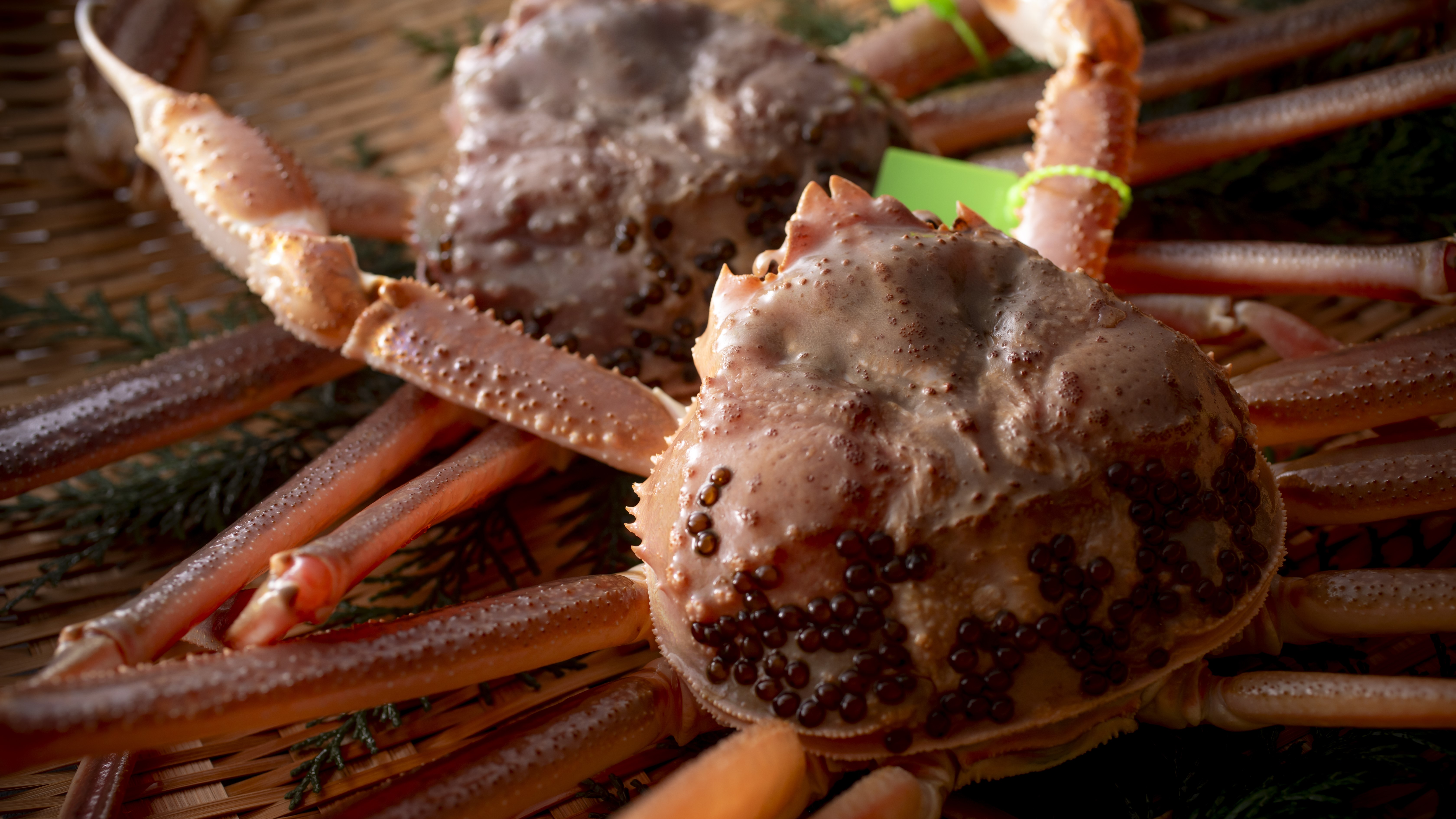 【活松葉蟹】11月～3月の限られた時期にだけ食せる贅の極みを是非ご堪能ください。