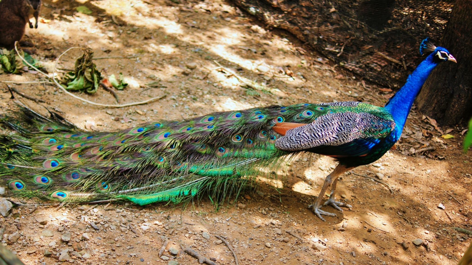 【当館から車で5分】広大な敷地で動物が放し飼い、動物と触れ合える体験型施設「ネオパークオキナワ」