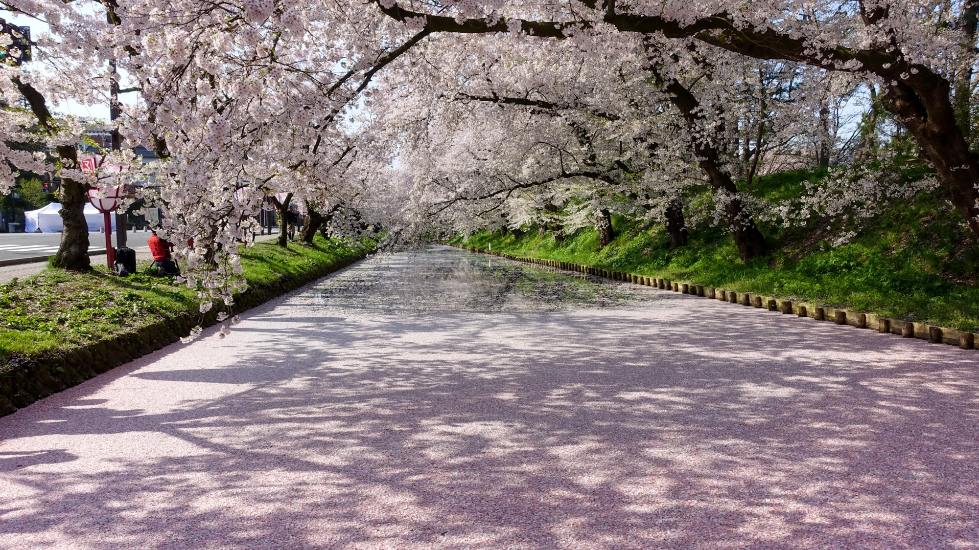 弘前の桜 （車約80分）