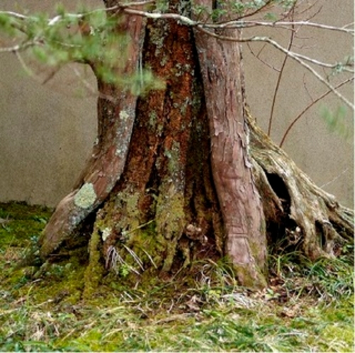 【いちいの樹】「いちい亭」は、邸内に一位の木があることから名づけられました。