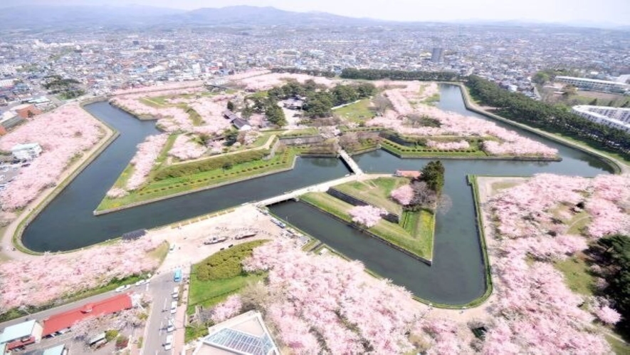 五稜郭・桜