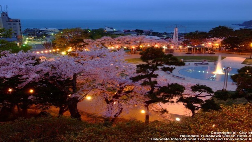 函館公園・桜