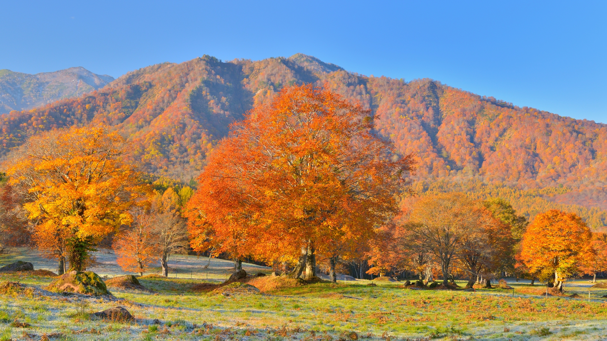 美しい牧場と湿原「笹ヶ峰高原」