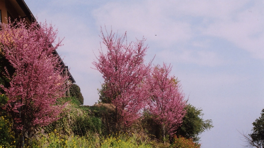*■春にはピンク色の桜が満開になります。