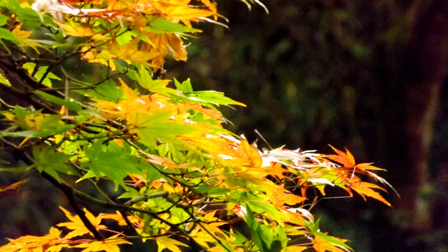 みどり池の遊歩道に色付く紅葉。 季節を愛でながらのお散歩は、時を忘れるひととき。