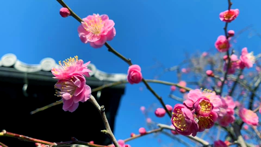 2月には満開を迎える梅の花。紅・青・白と様々な種類が咲き、梅の香りに癒される季節でございます