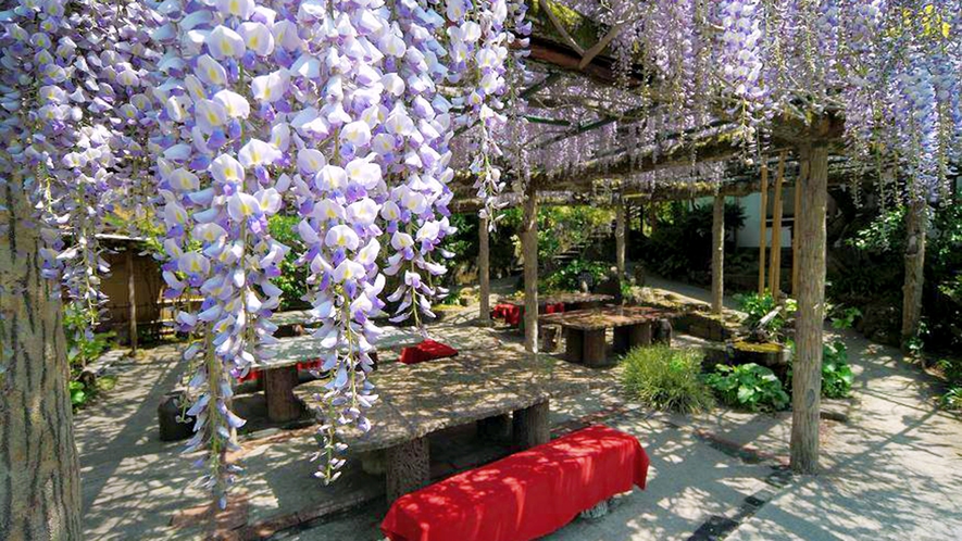 【藤棚テラス】 藤の花の見頃は４月中旬～４月下旬にかけて。樹齢１００年以上の藤棚。